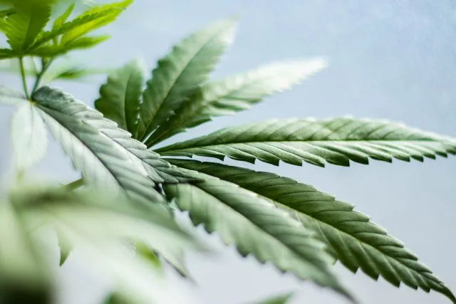 Różnica między rodzajami suszu CBD. Sativa – Indica